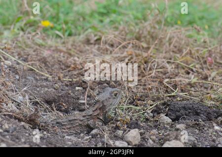 Nördliche Tuatara Sphenodon punctatus am Eingang zum Bau. Southland Museum und Kunstgalerie. Invercagill Südinsel. Neuseeland. Stockfoto