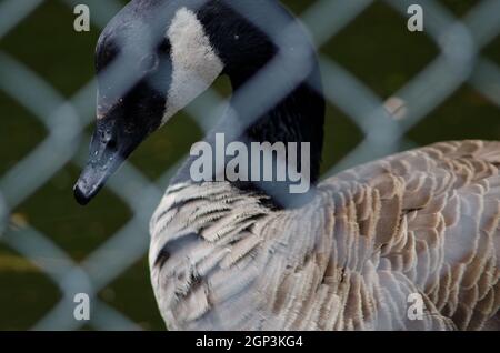 Riesengans Branta canadensis maxima hinter einem Gitter. Te Anau Vogelschutzgebiet. Te Anau. Southland. Südinsel. Neuseeland. Stockfoto