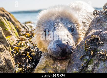 White Atlantic Grey Seal Welpe an einem walisischen Strand Stockfoto