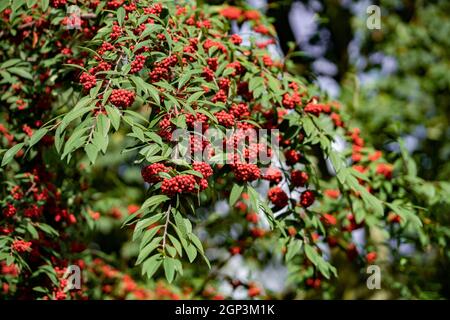 Gemeinsame Roter Holunder, traubenholunders Beeren auf dem Ast im Garten. Red elder Auf den Ästen in den Garten. Red Elder auf den Ästen in der Nähe Stockfoto