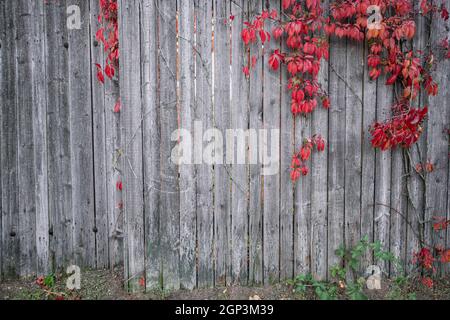 Helle rote Blätter von wilden Trauben Ivy auf rustikalen Holzmöbeln Hintergrund. Herbst. Hintergrund Textur der Blätter von wilden Trauben Stockfoto