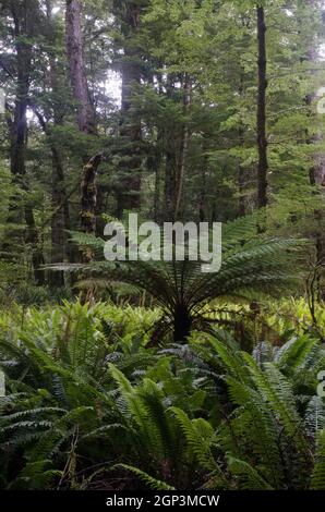 Regenwald mit neuseeländischem Baumfarn Dicksonia squarrosa und Kronfarnen Lomaria verfärben sich. Fiordland National Park. Südinsel. Neuseeland. Stockfoto