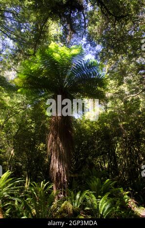Neuseeländischer Baumfarn Dicksonia squarrosa. Fiordland National Park. Southland. Südinsel. Neuseeland. Stockfoto
