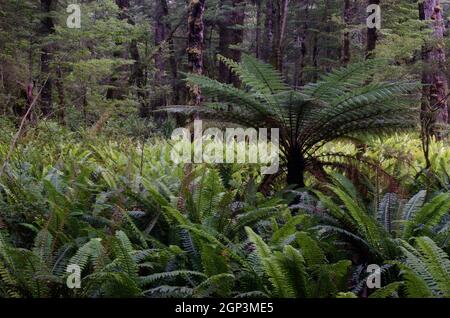 Regenwald mit neuseeländischem Baumfarn Dicksonia squarrosa und Kronfarnen Lomaria verfärben sich. Fiordland National Park. Südinsel. Neuseeland. Stockfoto
