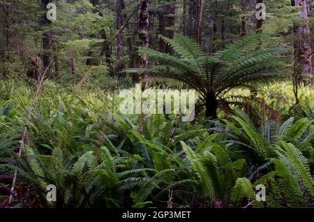 Regenwald mit neuseeländischem Baumfarn Dicksonia squarrosa und Kronfarnen Lomaria verfärben sich. Fiordland National Park. Südinsel. Neuseeland. Stockfoto