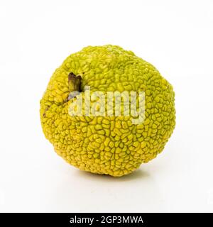 Frische osage Orangen oder Maclura auf weißem Hintergrund. Maclura pomifera Obst Stockfoto