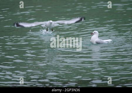 Rotschnabelmöwen Chroicocephalus novaehollandiae scopulinus. Unreife Flugzeit und Baden bei Erwachsenen. Pilots Beach. Taiaroa Kopf. Otago. Neuseeland. Stockfoto