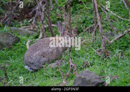 Europäischer Hase Oryctolagus cuniculus. Pilots Beach. Taiaroa Head Wildlife Reserve. Otago-Halbinsel. Otago. Südinsel. Neuseeland. Stockfoto