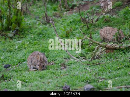 Europäischer Hase Oryctolagus cuniculus grasen. Pilots Beach. Taiaroa Head Wildlife Reserve. Otago-Halbinsel. Otago. Südinsel. Neuseeland. Stockfoto