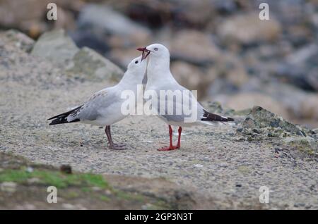 Rotschnabelmöwen Chroicocephalus novaehollandiae scopulinus. Junge Leute fragen nach Essen. Pilots Beach. Taiaroa Kopf. Otago-Halbinsel. Neuseeland. Stockfoto