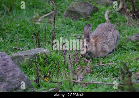 Europäischer Hase Oryctolagus cuniculus grasen. Pilots Beach. Taiaroa Head Wildlife Reserve. Otago-Halbinsel. Otago. Südinsel. Neuseeland. Stockfoto
