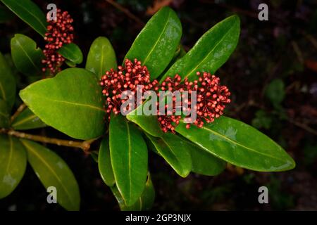 Knospige Blütenstände einer Skimmia japonica (Rutaceae) Stockfoto