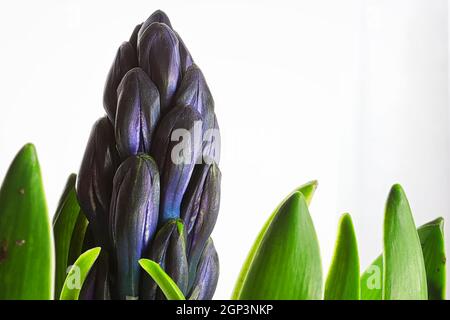 Eine isolierte blaue Spitze eines hyazinthischen Blütenstiels. Stockfoto