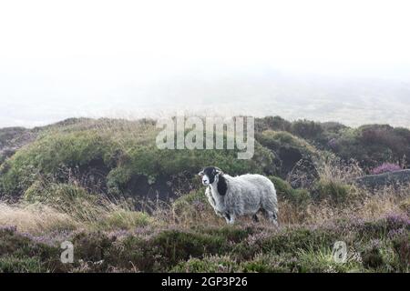 Lone RAM Schafe in der Moorlandschaft des Peak District National Park, Derbyshire. Schafe in den Mooren mit düsterem Nebel, Nebel, Regen. Widder auf Kinder Scout. Stockfoto