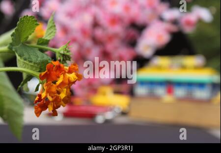 Blumen Nahaufnahme mit Vintage Diner und Hot Rods im Hintergrund. Small Town-Konzept Stockfoto