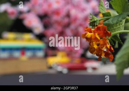 Blumen Nahaufnahme mit Vintage Diner und Hot Rods im Hintergrund. Small Town-Konzept Stockfoto