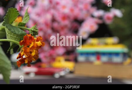 Blumen Nahaufnahme mit Vintage Diner und Hot Rods im Hintergrund. Small Town-Konzept Stockfoto