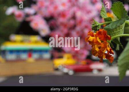 Blumen Nahaufnahme mit Vintage Diner und Hot Rods im Hintergrund. Small Town-Konzept Stockfoto