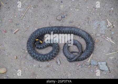 Ringelnatter, kriecht am Boden entlang. Nicht giftige Schlange. Erschrocken durch die Ringelnatter. Stockfoto