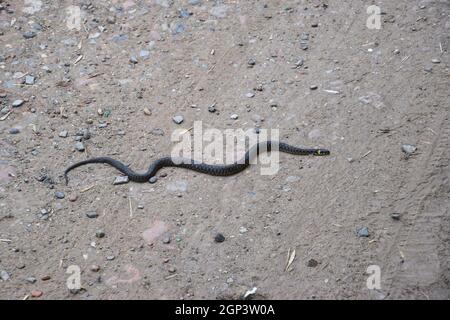 Ringelnatter, kriecht am Boden entlang. Nicht giftige Schlange. Erschrocken durch die Ringelnatter. Stockfoto
