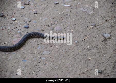 Ringelnatter, kriecht am Boden entlang. Nicht giftige Schlange. Erschrocken durch die Ringelnatter. Stockfoto