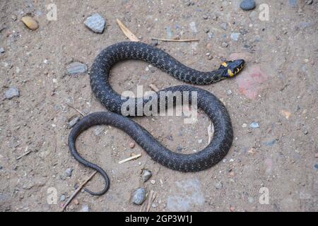 Ringelnatter, kriecht am Boden entlang. Nicht giftige Schlange. Erschrocken durch die Ringelnatter. Stockfoto