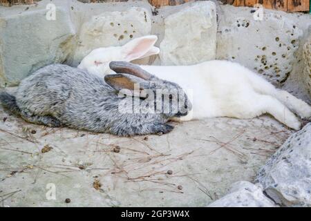 Zwei Kaninchen liegen und ruhen. Kaninchen im Zoo Stockfoto