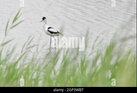 Pied Avocet (Recurvirostra avosetta), ein schwarz-weißer Zwergvogel, der als Logo der RSPB bekannt ist. Ich habe gesehen, wie ich im Wasser gelaufen bin/durch Wasser waten konnte. Stockfoto