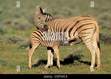 Eine Stute mit Fohlen, Etosha National Park, Namibia Stockfoto