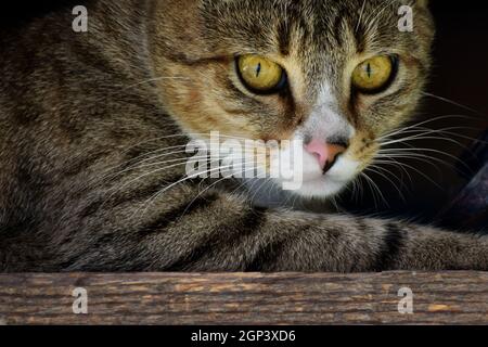 Nahaufnahme der Katzenkopf Stockfoto