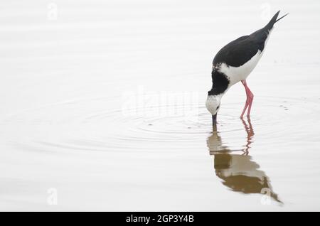 Pied stilt Himantopus leucocephalus auf der Suche nach Nahrung. Hoopers Inlet. Otago-Halbinsel. Otago. Südinsel. Neuseeland. Stockfoto