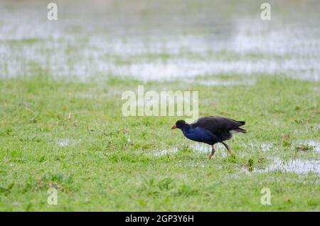 Australasian Swamphen Porphyrio melanotus. Otago-Halbinsel. Otago. Südinsel. Neuseeland. Stockfoto
