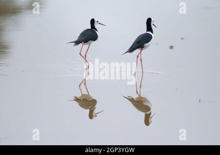 Pied stelts Himantopus leucocephalus. Hoopers Inlet. Otago-Halbinsel. Otago. Südinsel. Neuseeland. Stockfoto