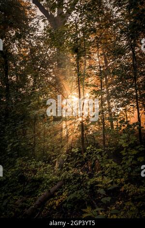 Sonnenbeschienenen Wald in den frühen Morgen im Sommer Stockfoto