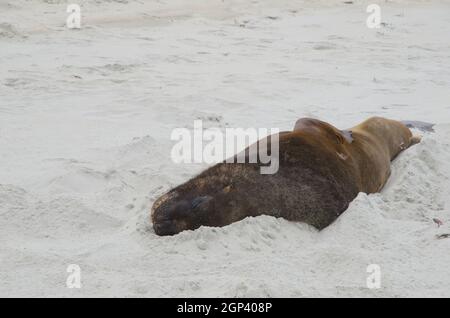 Neuseeländischer Seelöwe Phocarctos hookeri schläft am Strand. Sandfly Bay. Sandfly Bay Wildlife Refuge. Otago-Halbinsel. Südinsel. Neuseeland. Stockfoto