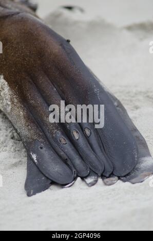 Hinterflossen eines neuseeländischen Seelöwen Phocarctos hookeri. Sandfly Bay. Sandfly Bay Wildlife Refuge. Otago-Halbinsel. Südinsel. Neuseeland. Stockfoto