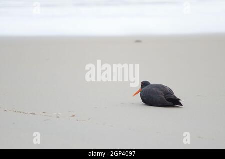 Variable Austernfischer Haematopus unicolor auf einem Strand ruhen. Sandfly Bay. Sandfly Bay Wildlife Refuge. Otago-Halbinsel. Südinsel. Neuseeland. Stockfoto