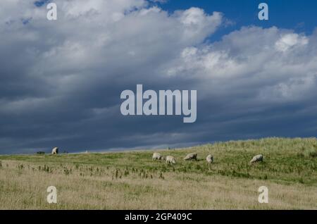 Herde von Schafen Ovis widder. Sandfly Bay. Sandfly Bay Wildlife Refuge. Otago-Halbinsel. Otago. Südinsel. Neuseeland. Stockfoto