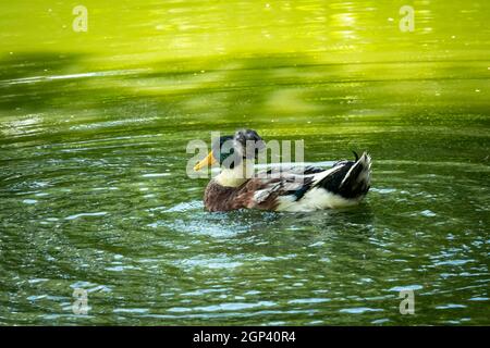 Die junge und Erwachsene Stockente (Anas platyrhynchos) schwimmt im Grünen See in Medellin, Kolumbien Stockfoto