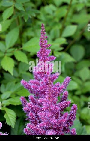 Astilbe ist eine Gattung von 18 Arten von rhizomatösen Blütenpflanzen, innerhalb der Familie Saxifragaceae, die in Bergschluchten und Wäldern in Asien und heimisch ist Stockfoto