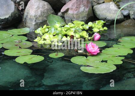 Mitglieder dieser Familie werden häufig als Seerosen bezeichnet und leben als rhizomatöse Wasserkräuter in gemäßigten und tropischen Klimazonen auf der ganzen Welt. Der Stockfoto