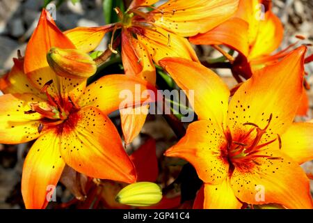 Eine Taglilie ist eine blühende Pflanze der Gattung Hemerocallis. Gartenenthusiasten und professionelle Gärtner haben lange Daylilienarten für gezüchtet Stockfoto