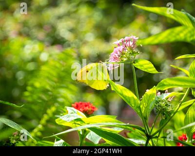 Der weiße Angled-Sulphur (Anteos Clorinde) posiert auf der Pink Flower (Buddleja davidii), die allgemein als Sommerlila, Schmetterling-Bush oder Orange Eye bekannt ist Stockfoto