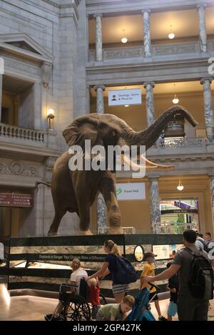 Ausstellungen des Smithsonian Natural History Museum Stockfoto