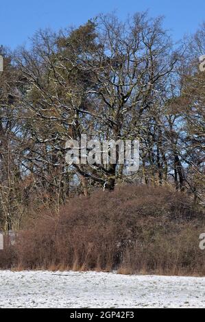 Das Ende des Januars 2021 bescherte uns eine märchenhafte Winterwanderung Durch das Landschaftsschutzgebiet des Erpetals am Rande von Berlin bei Walde Stockfoto