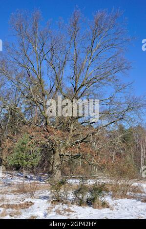 Das Ende des Januars 2021 bescherte uns eine märchenhafte Winterwanderung Durch das Landschaftsschutzgebiet des Erpetals am Rande von Berlin bei Walde Stockfoto