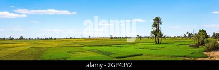 Panoramablick auf grüne landwirtschaftliche Felder in Luxor Stockfoto