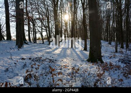 Morgensonne im Wald mit Schnee in Spessart, Bayern, Deutschland Stockfoto
