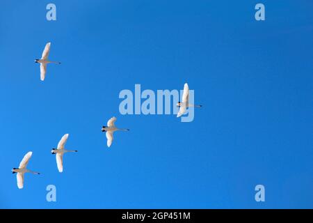 Schwäne fliegen durch den blauen Himmel. Schwanenschar, der in blauem Himmel fliegt. Zugvögel fliegen am klaren Himmel. Fünf Schwäne fliegen nach Motherland. Wunderschön Stockfoto