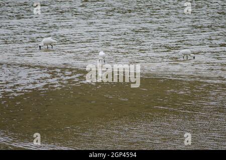 Royal Löffler Platalea regia auf der Suche nach Lebensmitteln. Taieri River. Naturschutzgebiet Am Fluss Taieri. Otago. Südinsel. Neuseeland. Stockfoto